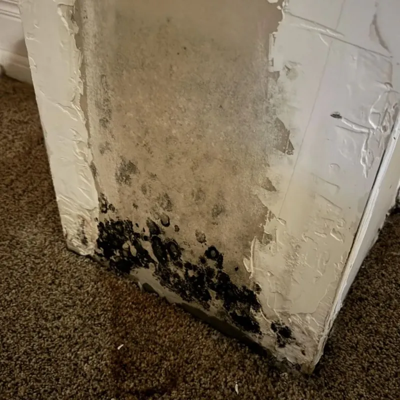 Professional Mold Removal in Clifton, IL